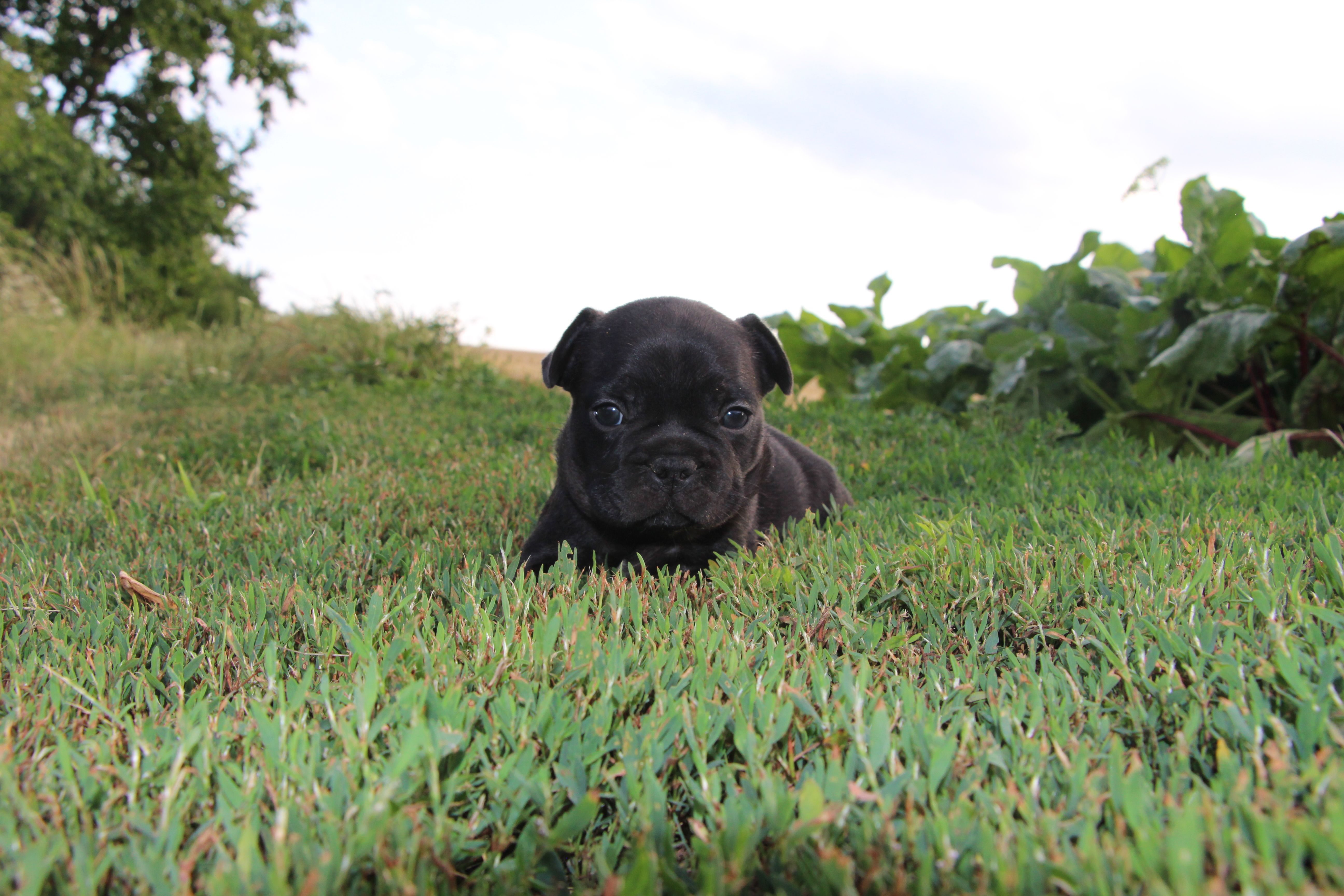 <svg class='red'></svg> <b>Mini Minnie</b> <svg class='red'></svg>